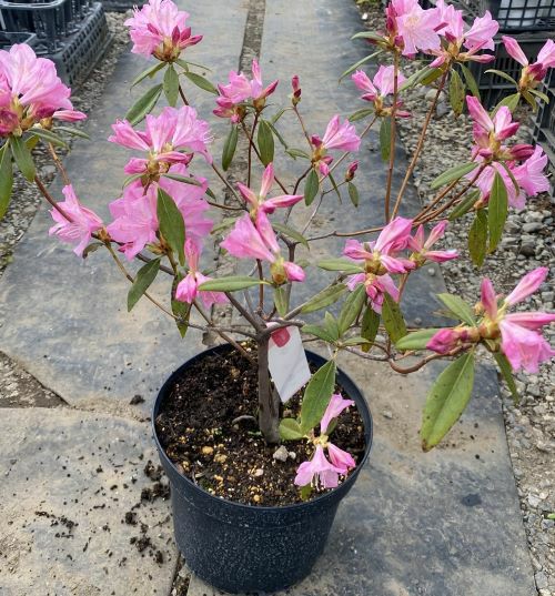石楠花 春一番 ハイブリッドツツジ 7寸鉢植え | 日本花卉ガーデン