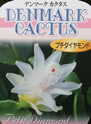 デンマークカクタス プチダイヤモンド （シャコバサボテン） 5寸鉢植え