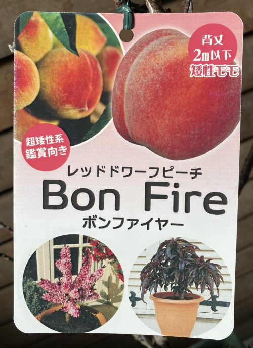 レッドドワーフピーチ　ボンファイヤー