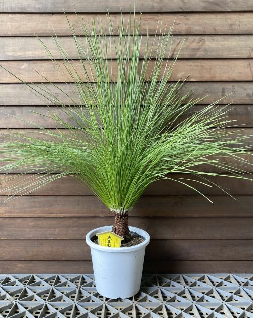 大王松（ダイオウショウ、ダイオウマツ）5寸鉢植え | 日本花卉ガーデン