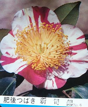 肥後椿 新司錦：椿（ツバキ） | 日本花卉ガーデンセンター(本店)