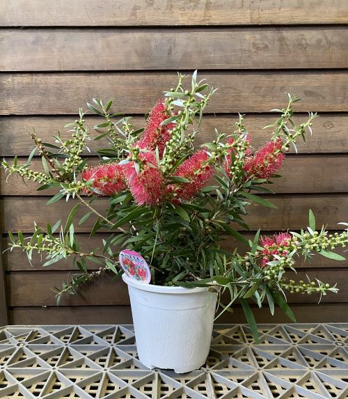 キンポウジュ（金宝樹）ブラッシノキ 赤花 4.5寸鉢植え カリステモン