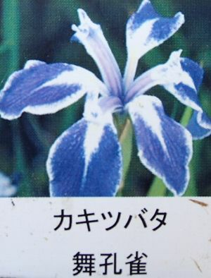 カキツバタ 舞孔雀（マイクジャク） | 日本花卉ガーデンセンター(本店)