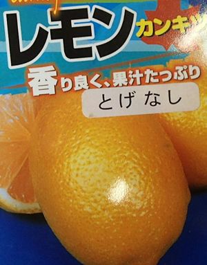 トゲナシレモン（シチリアレモン）：果樹苗 柑橘苗 苗木 接木 苗