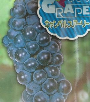 キャンベルスアーリー（ブドウ 挿し木苗）：果樹苗 | 日本花卉ガーデン