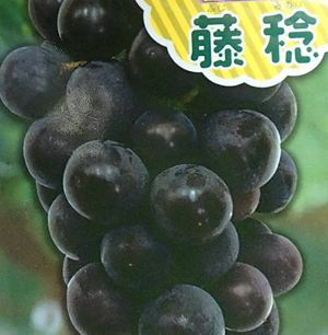 藤稔 ふじみのり （ブドウ 挿し木苗）：果樹苗 | 日本花卉ガーデン