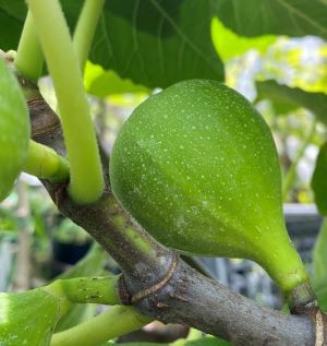 夏果 キング （イチジク）：果樹苗 いちじく 無花果 苗木 | 日本花卉