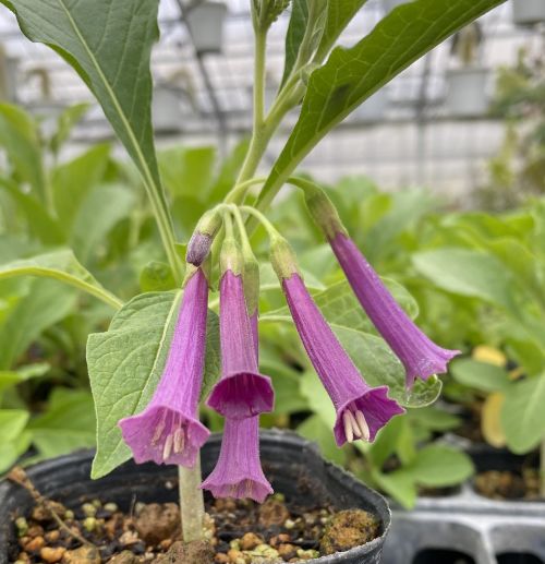 旭山桜　5寸スクエア鉢植え