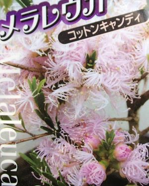 メラレウカ コットンキャンディー 4寸ポット苗 | 日本花卉ガーデン