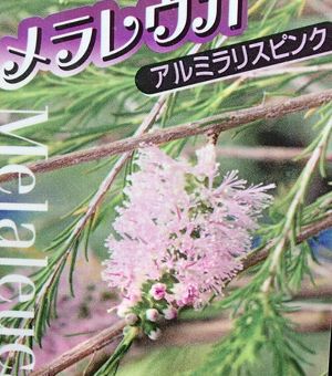 メラレウカ アルミラリスピンク | 日本花卉ガーデンセンター(本店)
