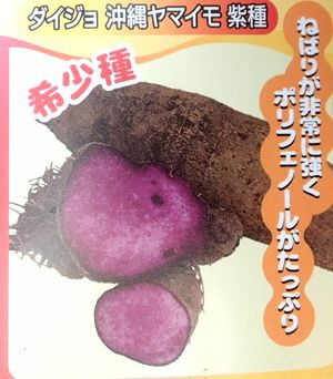4月以降出荷予定】ムラサキヤマイモ（ポット植え） 沖縄ヤマイモ 紫種