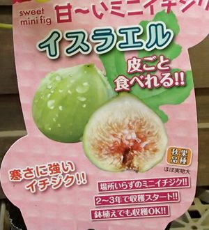 小苗】 イスラエル（イチジク）：果樹苗 | 日本花卉ガーデンセンター(本店)
