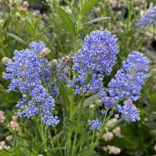 カリフォルニアライラック（セアノサス） 4寸ポット植え パシフィック