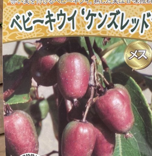 大株 ベビーキウイ：ケンズレッド（メス木）：果樹苗 接木 苗 苗木