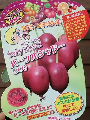 ベビーキウイ：パープルシャドー（メス木）：果樹苗 苗 苗木 サルナシ