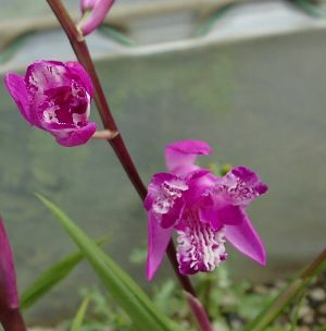 三蝶咲き紫蘭（シラン） | 日本花卉ガーデンセンター(本店)