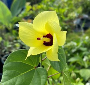 矮性オオハマボウ（ユウナ） 5寸鉢植え 苗 苗木 | 日本花卉ガーデン