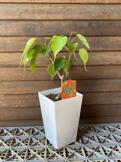 スクエア鉢植え】 スリーマハボダイジュ（インドボダイジュ）印度