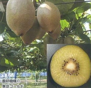 キウイフルーツ：東京ゴールド（メス木）：果樹苗 PVP商品（種苗法登録
