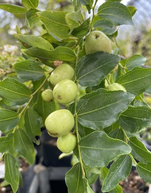 一才ナツメ（棗） 3寸ポット植え ：果樹苗 ＊実付きでのお届けとは限り