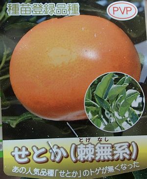 とげなしせとか（みかん）：果樹苗 (トゲ無しせとか） PVP商品（種苗法