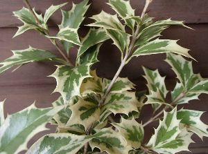 斑入りヒイラギ（斑入り柊）ポット苗 | 日本花卉ガーデンセンター(本店)