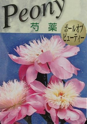 芍薬（シャクヤク） ボールオブビューティー | 日本花卉ガーデン