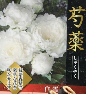 芍薬（シャクヤク） 白雪姫 ポット植え 苗 | 日本花卉ガーデンセンター