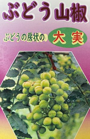 葡萄山椒（ブドウサンショウ） 樹高40～90センチ程度 5寸ポット苗