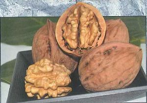 清香（改良信濃クルミ 接ぎ木苗）：果樹苗 | 日本花卉ガーデンセンター