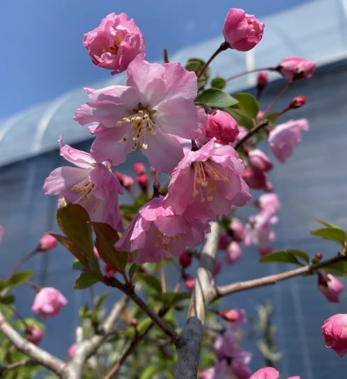花終わり！ 【大株】 花海棠（ハナカイドウ） 6寸鉢植え 接木苗