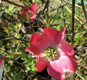 花水木（ハナミズキ） レッドジャイアント 赤花 5寸鉢植え | 日本花卉