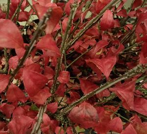 ニシキギ コンパクタ 苗 苗木 | 日本花卉ガーデンセンター(本店)