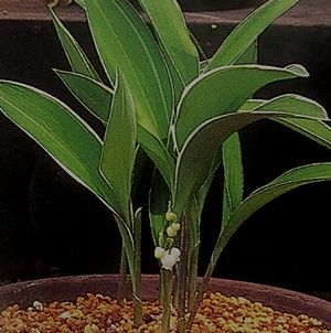 斑入りスズラン（雪白覆輪スズラン） 鈴蘭 | 日本花卉ガーデンセンター