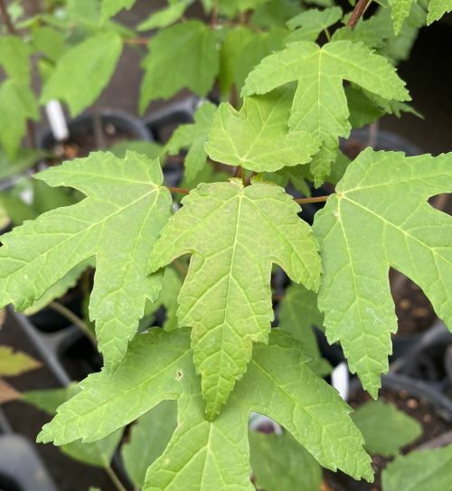 ハナノキ（ハナカエデ） 3寸ポット植え 花の木 花楓 | 日本花卉