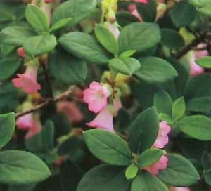 純系屋久島ヨウラクツツジ 3寸ポット植え | 日本花卉ガーデンセンター