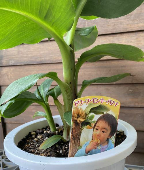 6寸鉢植え】 ドワーフモンキーバナナ：熱帯果樹苗 | 日本花卉ガーデン