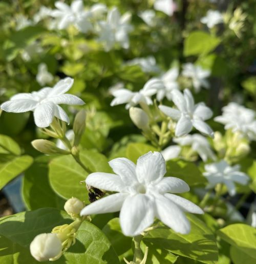 5寸鉢植え】ジャスミン 一重咲き マツリカ、ピカケ | 日本花卉ガーデン