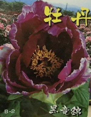 6寸鉢植え】 牡丹 黒竜錦 3年生（ボタン苗、ぼたん苗） | 日本花卉