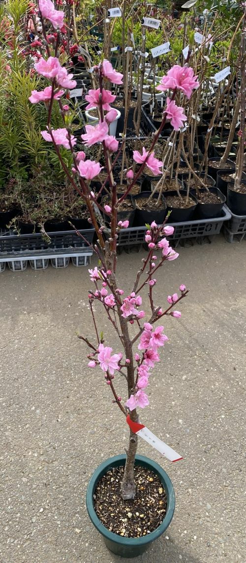 桃の節句記念樹 照手姫 花桃苗木 照手姫：花桃 ハナモモ 苗木 苗 はなもも 6寸鉢植え | 日本花卉