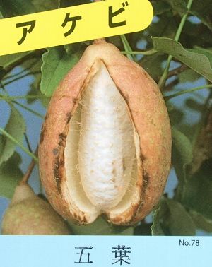 五葉あけび（五葉アケビ、ゴヨウアケビ） ：果樹苗 | 日本花卉ガーデン