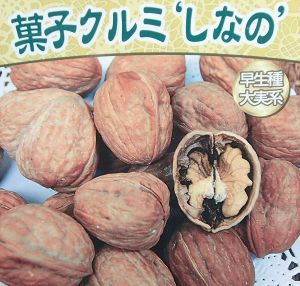 信濃くるみ（シナノクルミ） ：果樹苗 | 日本花卉ガーデンセンター(本店)