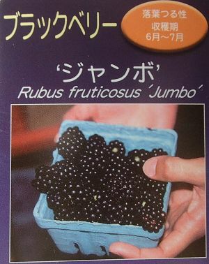 ジャンボブラックベリー：果樹苗 3寸ポット苗 トゲなしブラックベリー