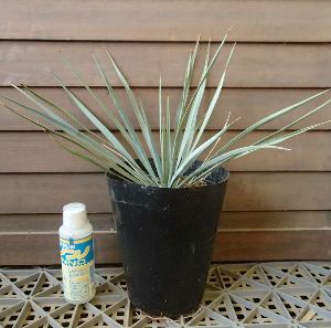 ユッカ ロストラータ （5寸鉢植え） | 日本花卉ガーデンセンター(本店)