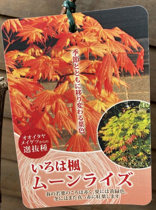 モミジ ムーンライズ