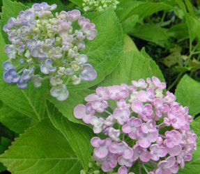 ウズアジサイ（オタフク）：紫陽花 大株！ 7～8寸ポット植え 渦紫陽花