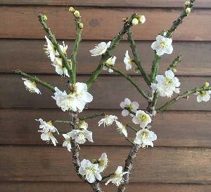 金獅子 雲竜梅（白花） ＊樹高15センチ程度！ ：キンジシ ウンリュウ