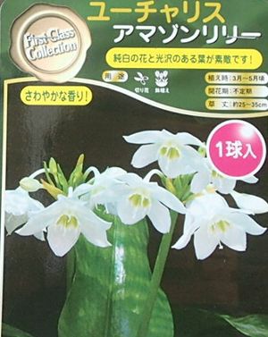 アマゾンリリー（球根） | 日本花卉ガーデンセンター(本店)