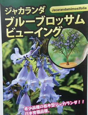 矮性ジャカランダ ブルーブロッサムビューイング ＊写真は蕾付きですが
