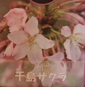 チシマザクラ（千島桜） 苗木 さくら 苗 サクラ | 日本花卉ガーデン